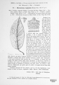 Pseudomicrostroma juglandis image